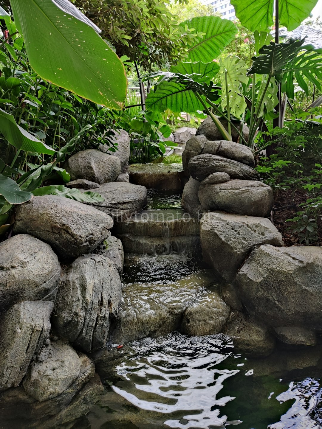 Lush Garden
